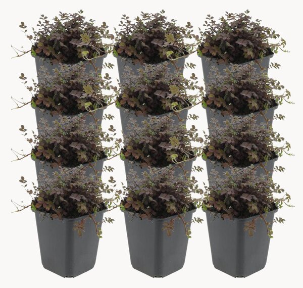 Set di 12 piante vere Acaena microphylla Copper Carpet