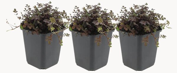 Set di 3 piante vere Acaena microphylla Copper Carpet