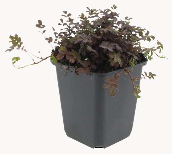 Set di 6 piante vere Acaena microphylla Copper Carpet