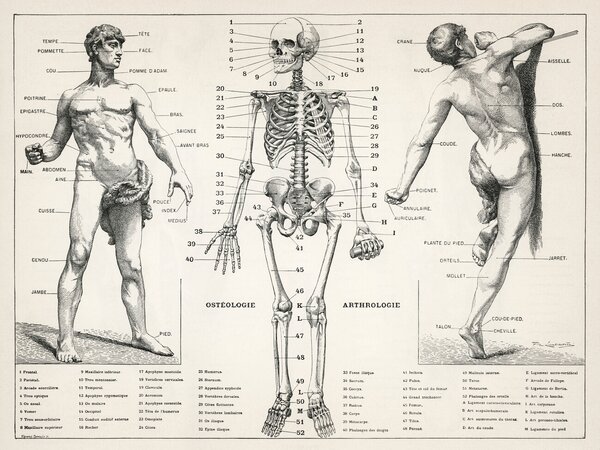 Illustrazione Antique Illustration of the Human Body Skeleton Biology, (40 x 30 cm)