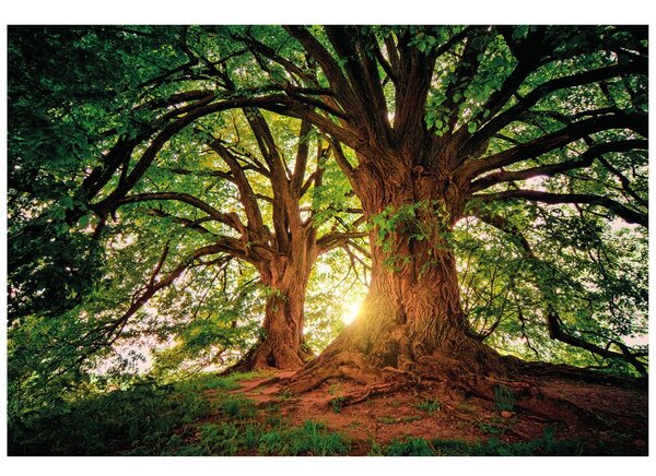 Carta da parati – Alberi maestosi