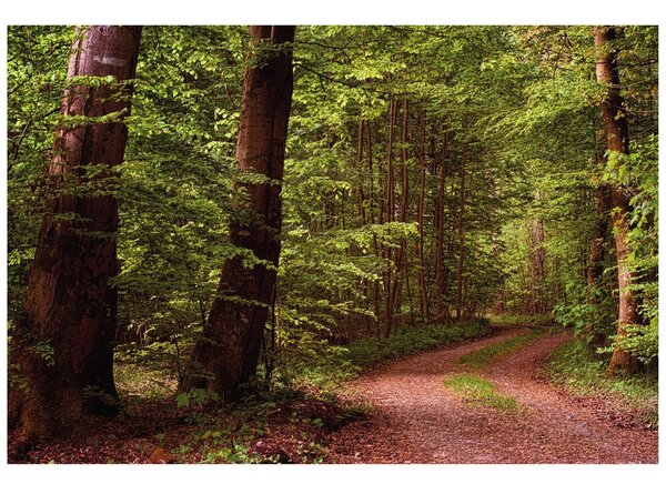 Carta da parati – Bosco verde