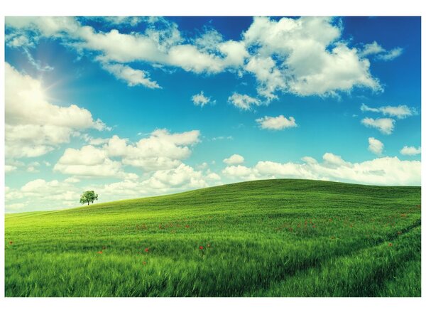 Carta da parati – Splendido giorno nel prato