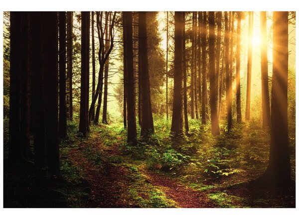 Carta da parati – Bosco illuminato dal sole
