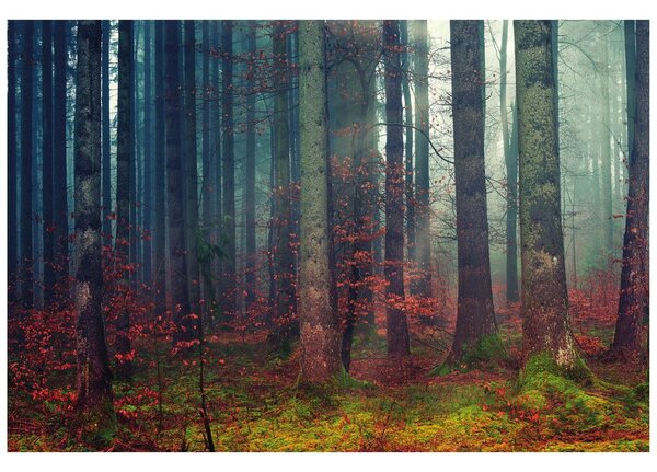 Carta da parati – Mistero del bosco