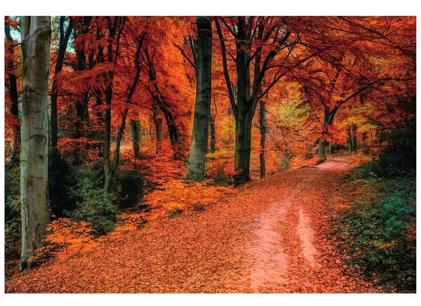 Carta da parati – Bosco in autunno