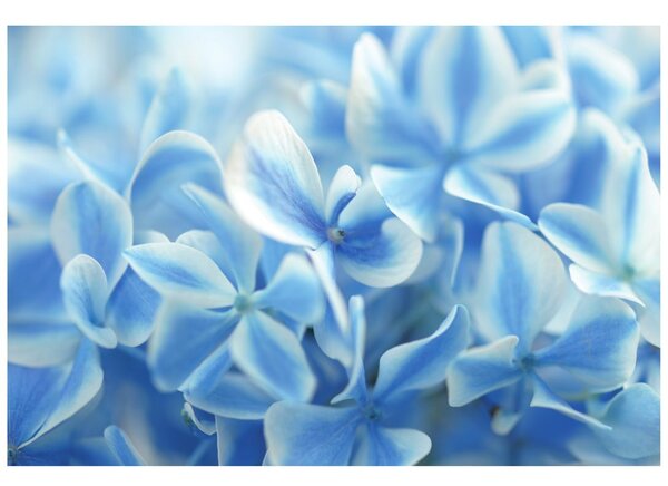 Carta da parati – Fiori di ortensia celesti