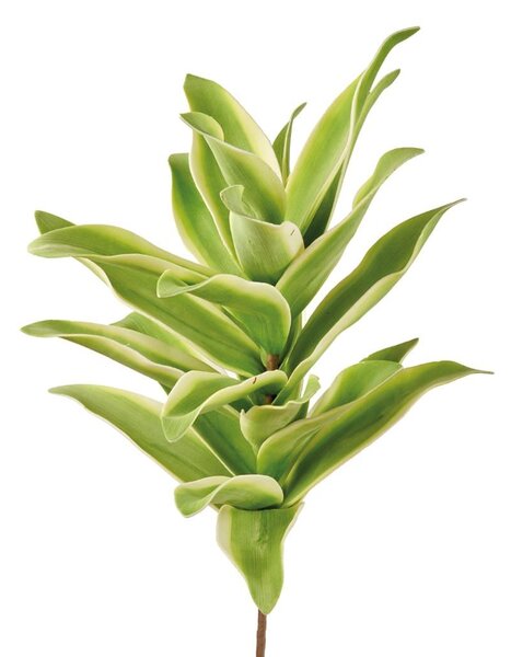 Agave Messicana
