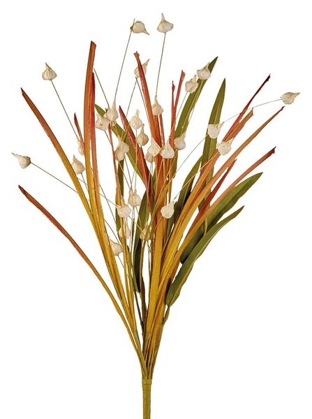 Erba cipollina bianca