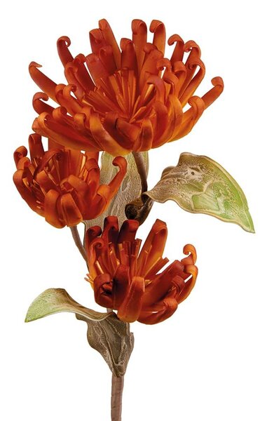 Castilleja
