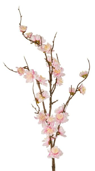 Fiori di Ciliegio