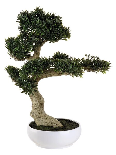 Bonsai Ficus