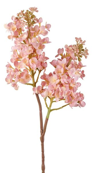 Lilla' rosa