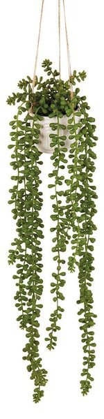 Senecio da appendere