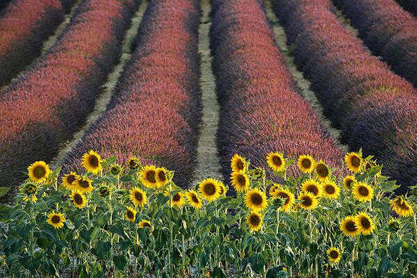 Fotografia Sunflowers lavender Valensole Provence France, David Clapp