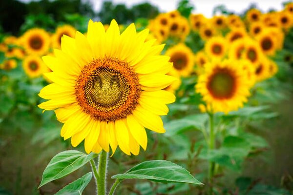 Fotografia Comical Sunflower, Joe Regan