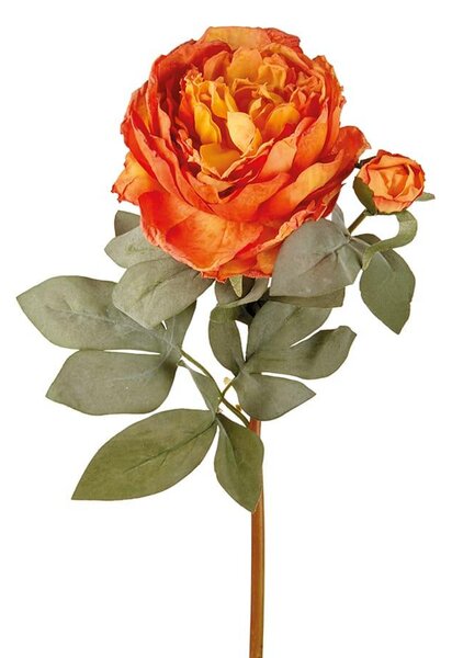 Rosa Capri