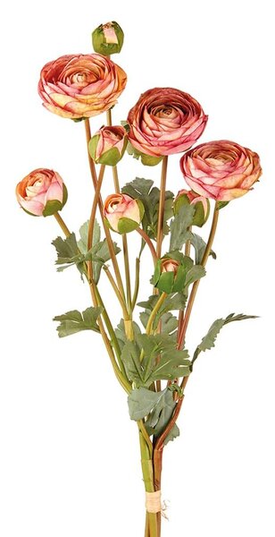 Ranuncolo rosa antico