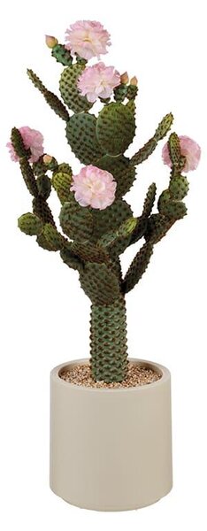 Cactus fiori rosa